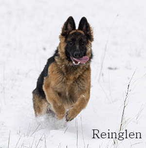 Kassi In Snow