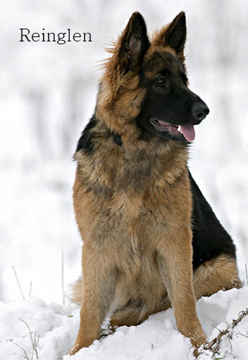 Kassi in the Snow