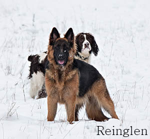 Kassi In Snow