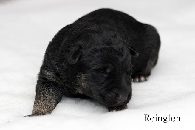 Puppy 10
