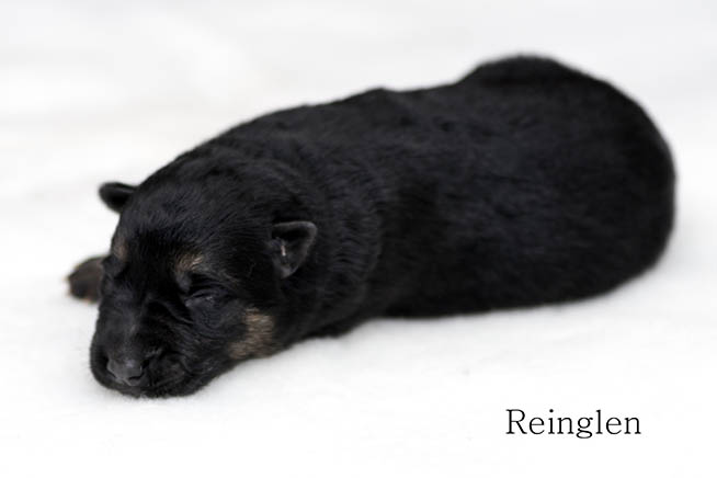 Puppy 1
