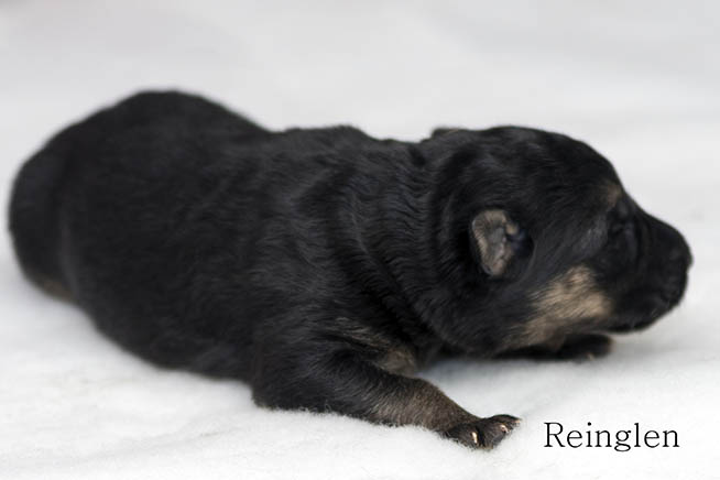 Puppy 2