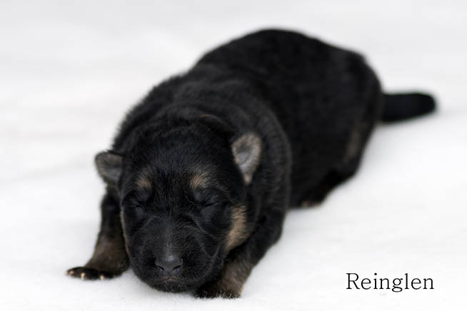 Puppy 6
