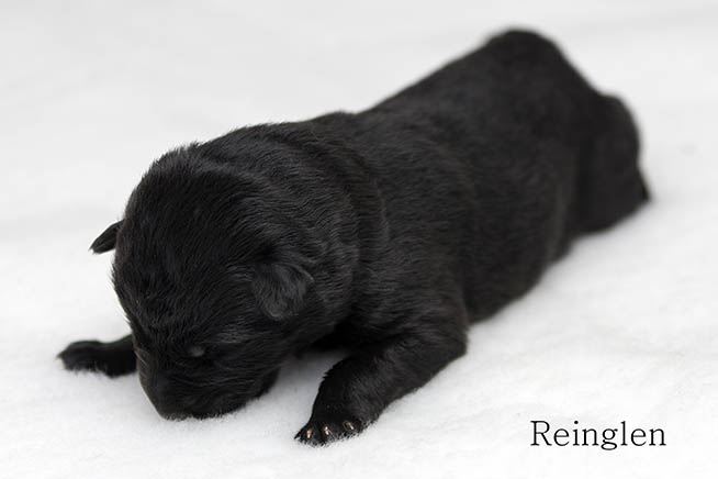 Puppy 7