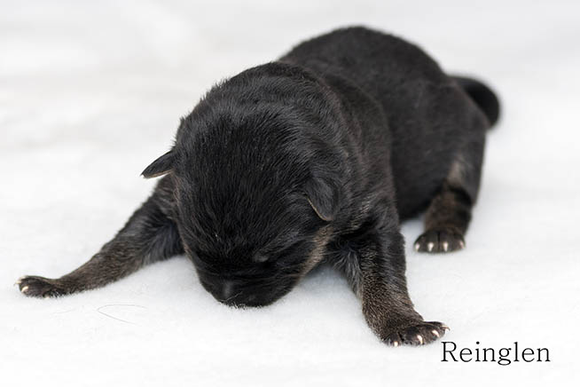 Puppy 9