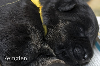 Pups