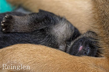 Pups