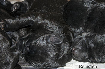 Huddled Pups