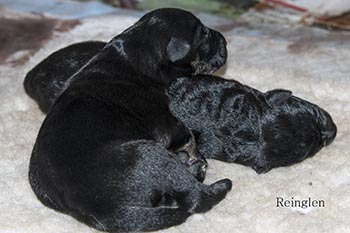 Two Pups