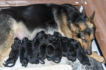 Lexi and Pups