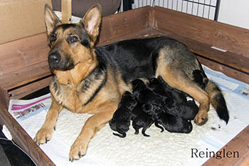 Lex And Pups