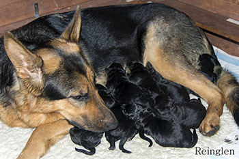 Lexi and Pups