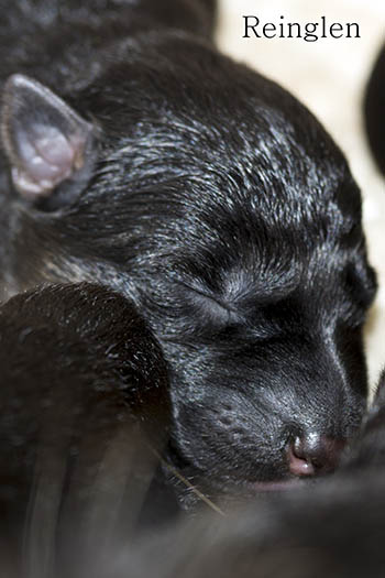 Pup