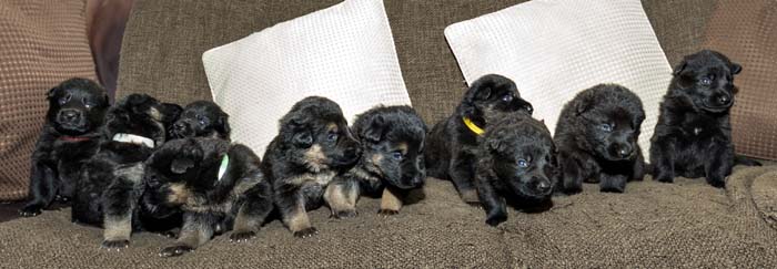 pupies