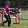 Delinquent Dogs Agility