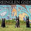 Reinglen_GSDs_logo