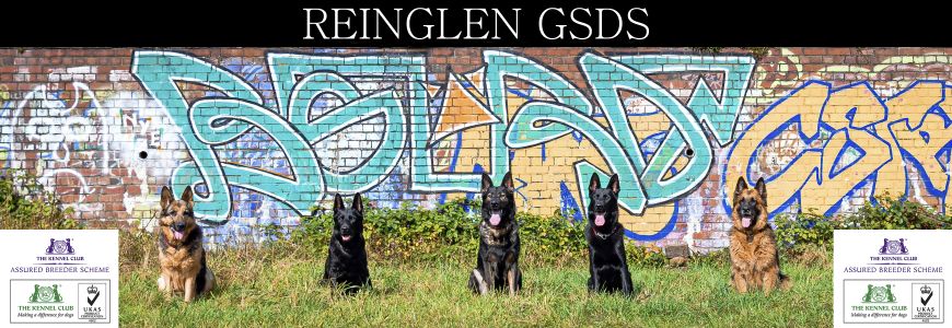 Reinglen_GSDs_logo